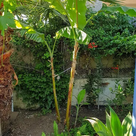 Maria's House, With Garden *